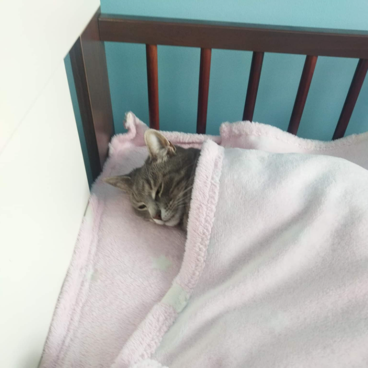 kotek spokojnie śpi, bo korzysta z goxy